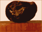 Salagramam