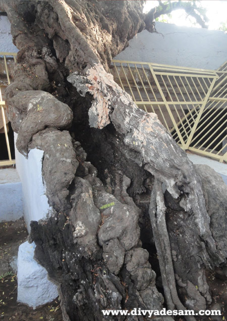 Sri Nammalwar