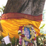 Swamy Ananthazhwan in the form of tree