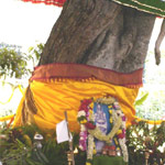 Swamy Ananthazhwan in the form of tree