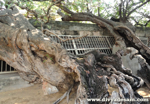 Alwar Tirunagari - Tamarind Tree